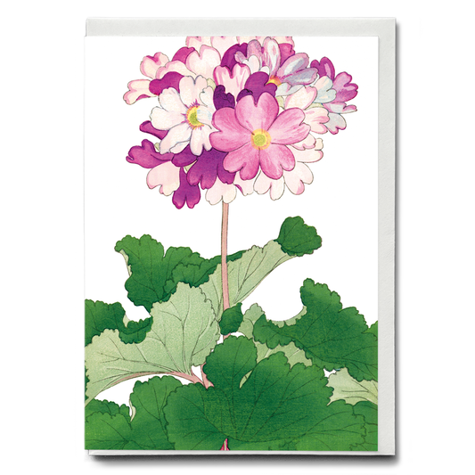Primrose Flower By Tanigami Kônan - Wenskaart