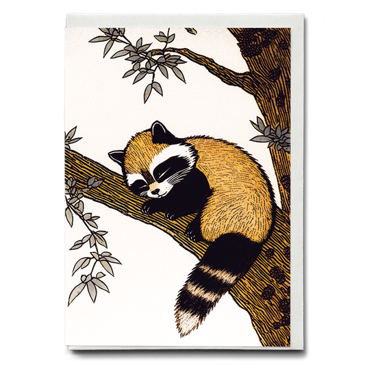 Racoon sleeping in a tree - Greeting Card