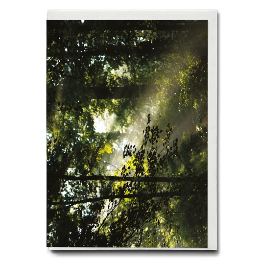 An early morning scene in Davidson River Campground - Greeting Card