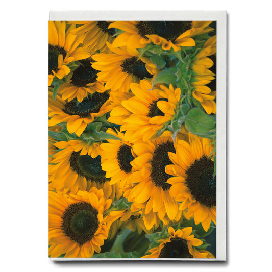 Bunch of sunflowers - Greeting Card
