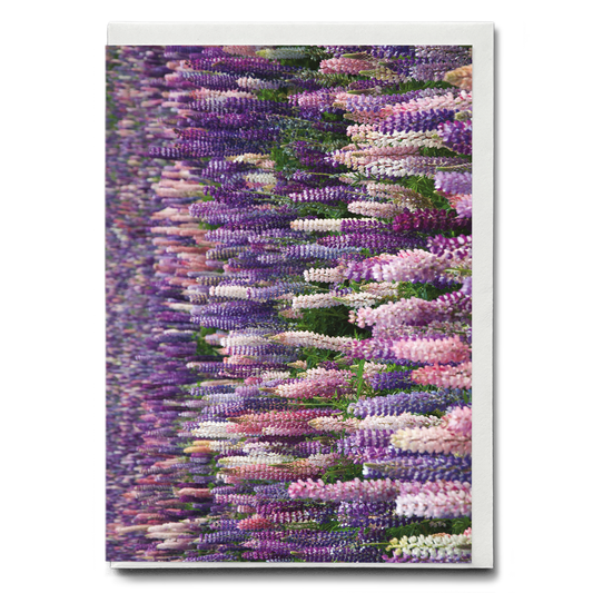 A field with lupine flowers - Greeting Card
