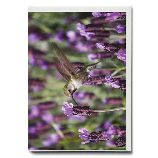 hummingbird feeding on lavender flowers - Greeting Card