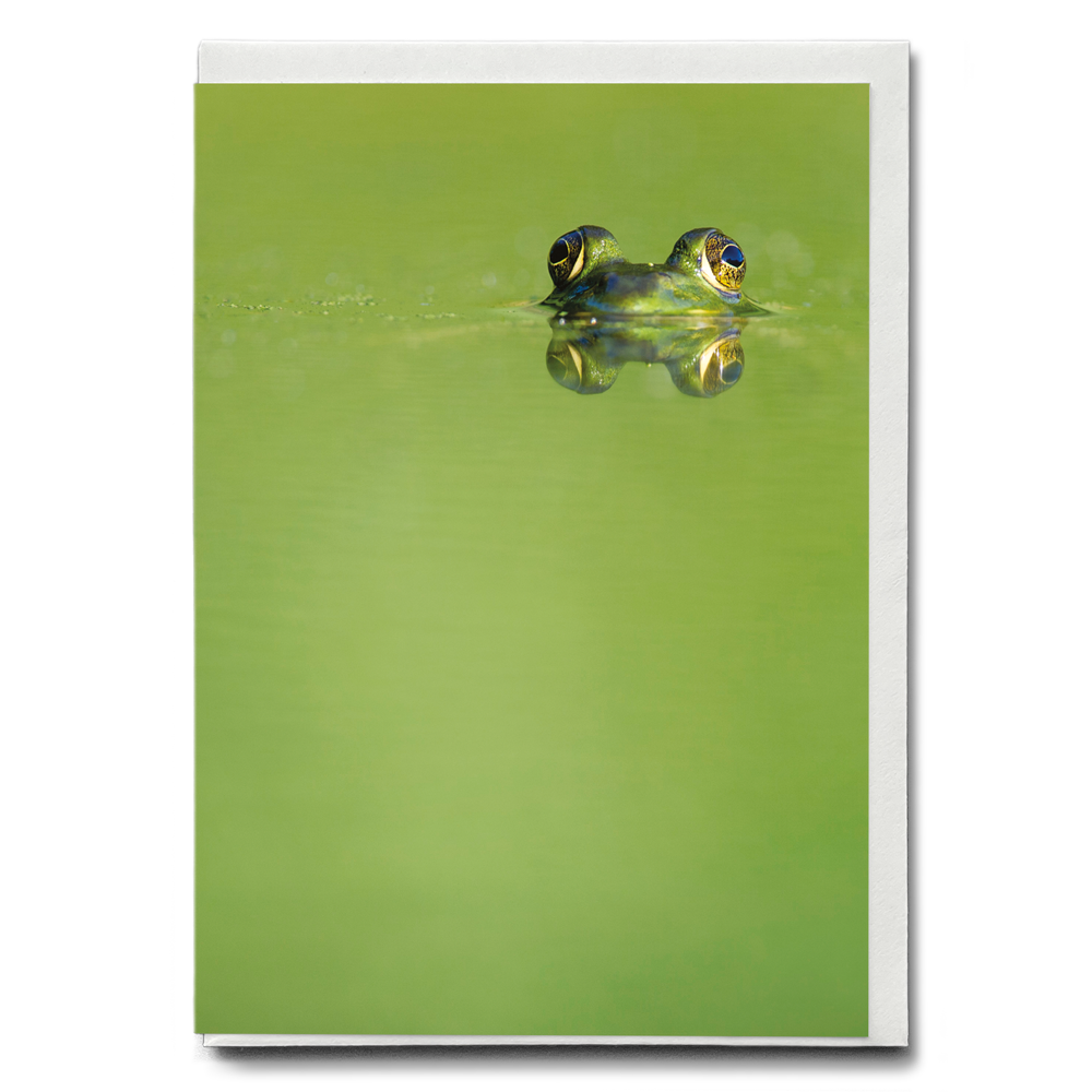 Green frog swimming in the water.  - Greeting Card