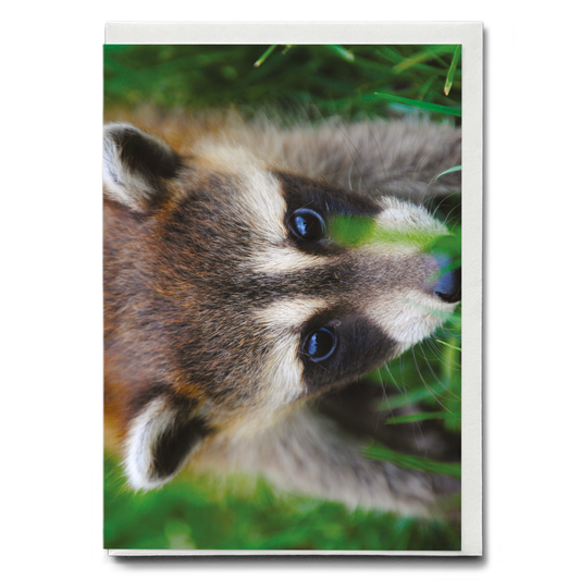 A close-up of a raccoon  - Greeting Card
