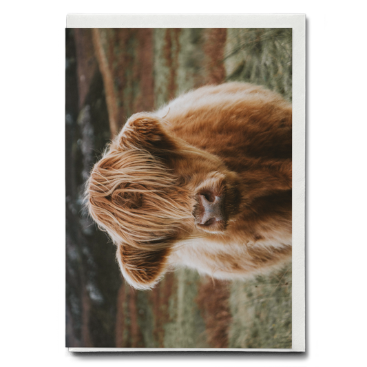 Calf - Greeting Card