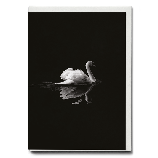 swan floating on water - Greeting Card