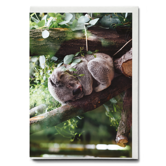 Koala sleeping on a tree branch - Greeting Card
