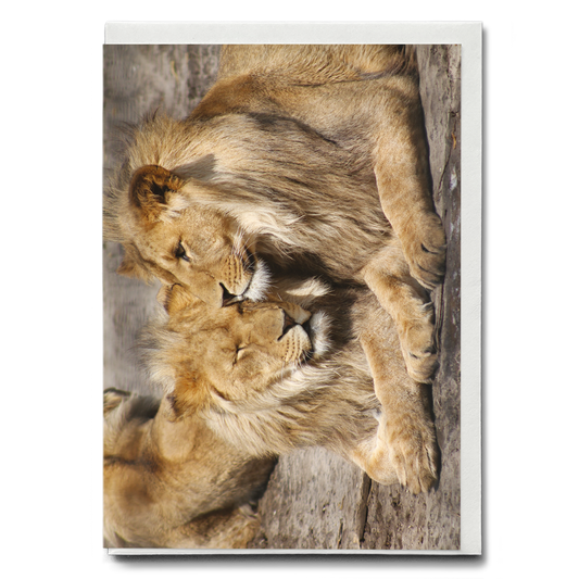 Two lions snuggling up to each other  - Greeting Card
