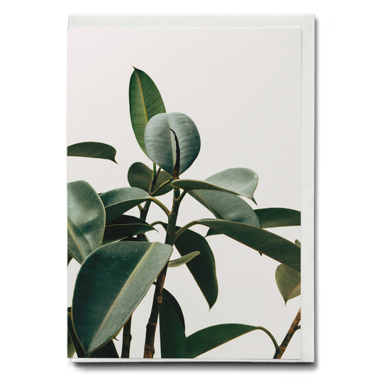 indoor Rubber Plant - Greeting Card