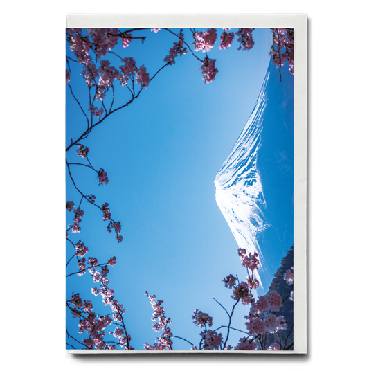 Blooming pink blossom branches with Fuji Mountain - Greeting Card