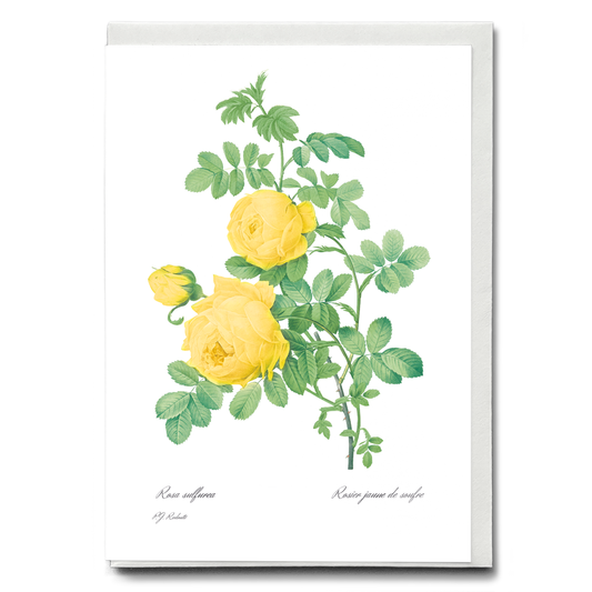 Yellow Rose of Sulfur By Pierre-Joseph Redouté - Wenskaart