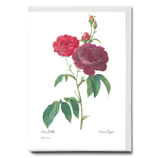 Purple French Rose By Pierre-Joseph Redouté - Wenskaart