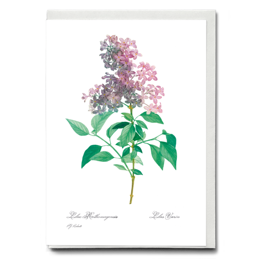 Persian lilac  By Pierre-Joseph Redouté - Wenskaart