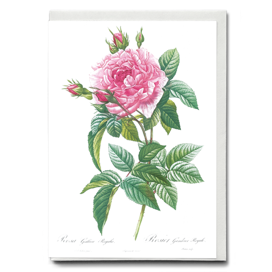 Gallic Rose By Pierre-Joseph Redouté - Wenskaart