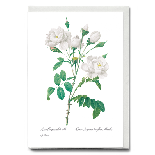 Pink Bellflowers to White Flowers By Pierre-Joseph Redouté - Wenskaart
