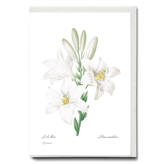 Madonna Lily from Choix des plus belles fleurs By Pierre-Joseph Redouté - Wenskaart