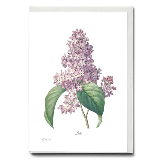 Lilac By Pierre-Joseph Redouté - Wenskaart