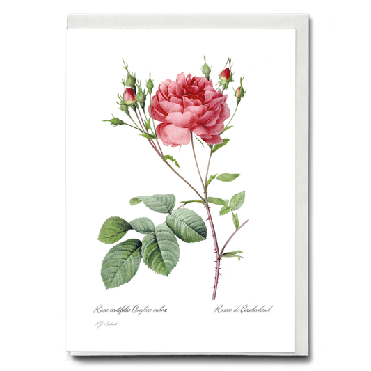Rosa Centifolia Anglica Rubra By Pierre-Joseph Redouté - Wenskaart