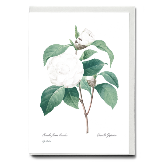 White Camellia from Choix des plus belles fleurs By Pierre-Joseph Redouté - Wenskaart
