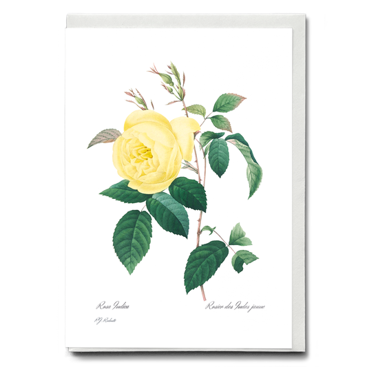 Yellow Rose By Pierre-Joseph Redouté - Wenskaart