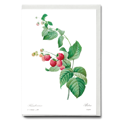 Raspberry by Pierre-Joseph Redouté - Wenskaart