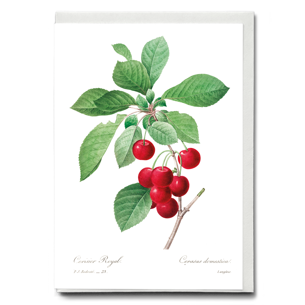 Red cherry by Pierre-Joseph Redouté - Wenskaart
