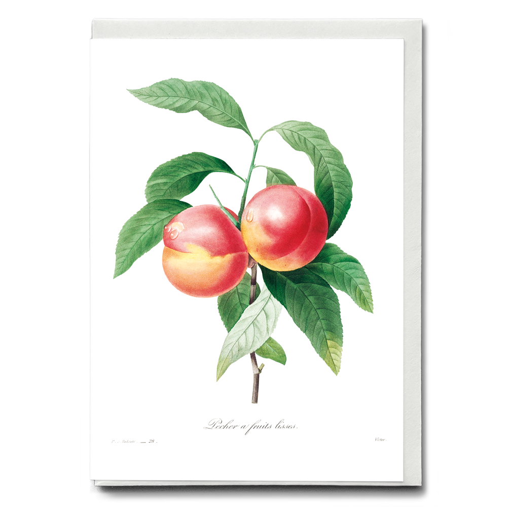 Peaches on a branch By Pierre-Joseph Redouté - Wenskaart