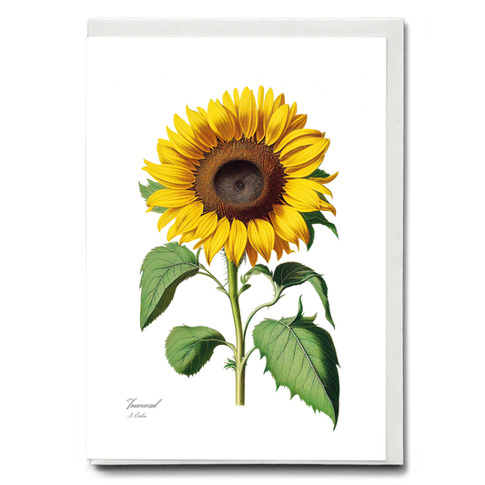 Sunflower - Wenskaart