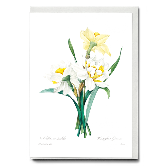 Double Daffodil by Pierre-Joseph Redouté - Wenskaart