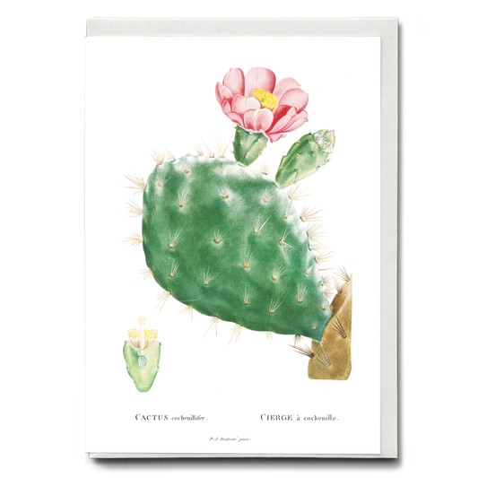 Cactus Cochenillifer By Pierre-Joseph Redouté. - Wenskaart
