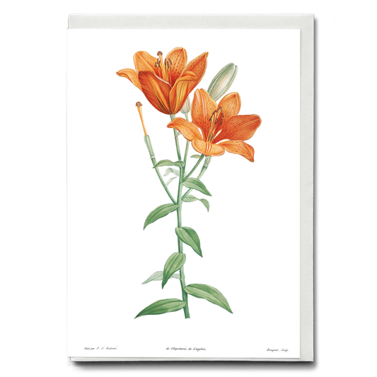 Orange bulbous lily By Pierre-Joseph Redouté - Wenskaart