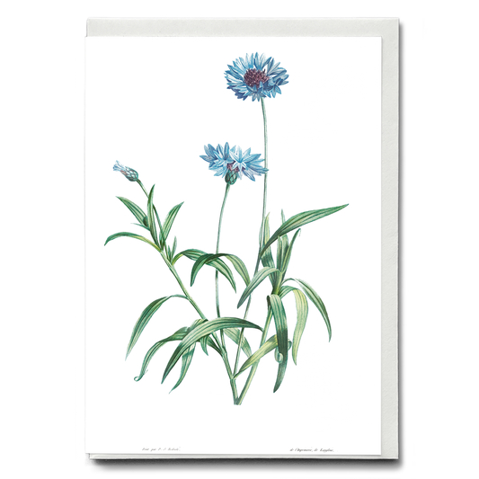 Blue flower By Pierre-Joseph Redouté - Wenskaart