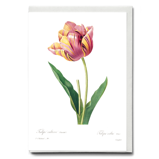 Tulip by Pierre-Joseph Redouté - Wenskaart