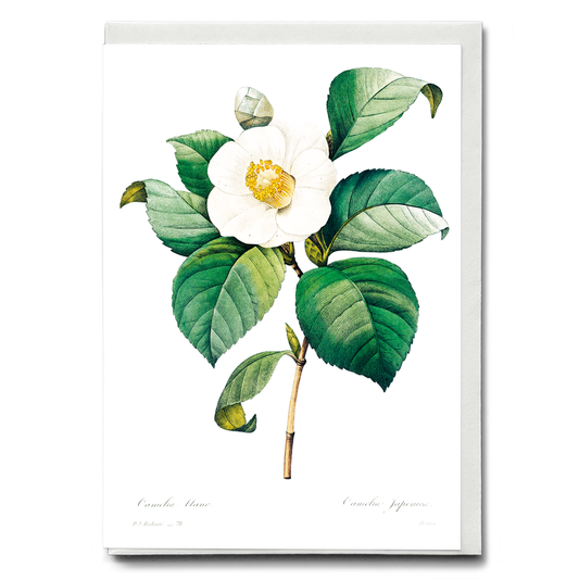 White Japanese camellia By Pierre-Joseph Redouté - Wenskaart