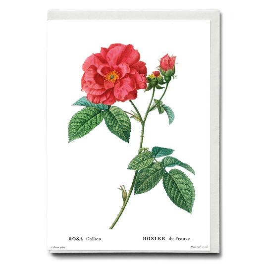 French rose By Pierre-Joseph Redouté - Wenskaart
