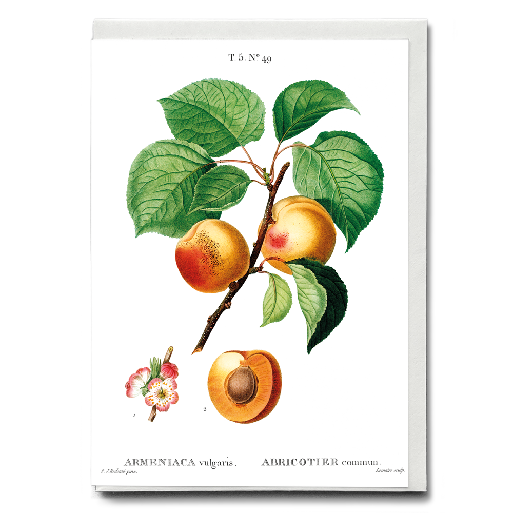 Apricon By Pierre-Joseph Redouté - Wenskaart