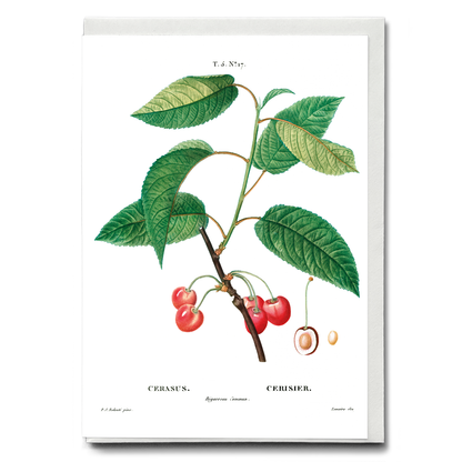Cherry  By Pierre-Joseph Redouté - Wenskaart