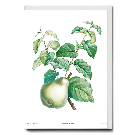 Pear fruit By Pierre-Joseph Redouté - Wenskaart