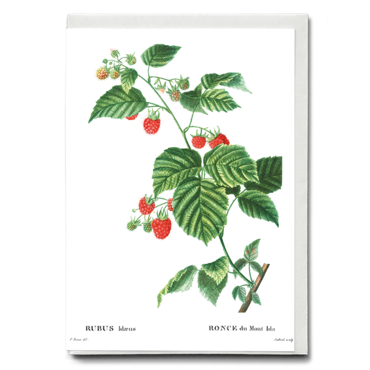 European Raspberry By Pierre-Joseph Redouté - Wenskaart