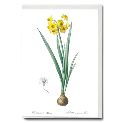 Daffodil  By Pierre-Joseph Redouté - Wenskaart
