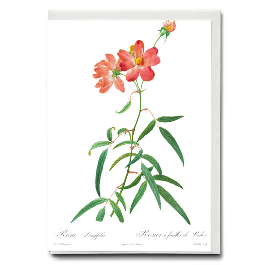 Rosa Longifolia By Pierre-Joseph Redouté - Wenskaart