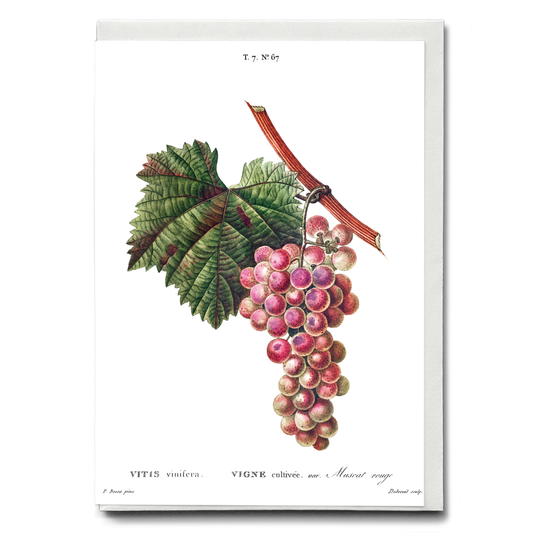 Vitis vinifera By Pierre-Joseph Redouté - Wenskaart