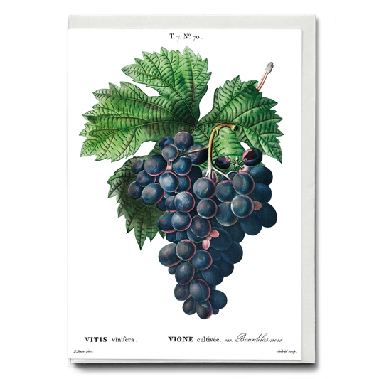 Vitis vinifera II By Pierre-Joseph Redouté - Wenskaart