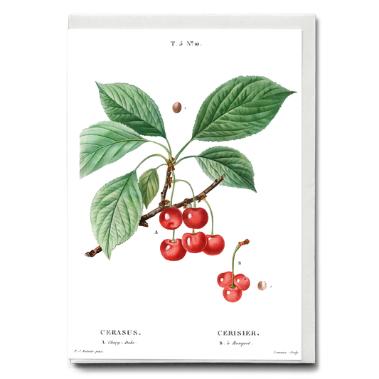 Cherry By Pierre-Joseph Redouté - Wenskaart