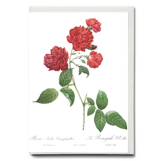 Red Cabbage Rose By Pierre-Joseph Redouté - Wenskaart