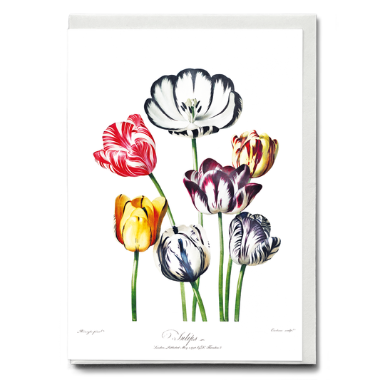 Tulips from The Temple of Flora by Robert John Thornton - Wenskaart