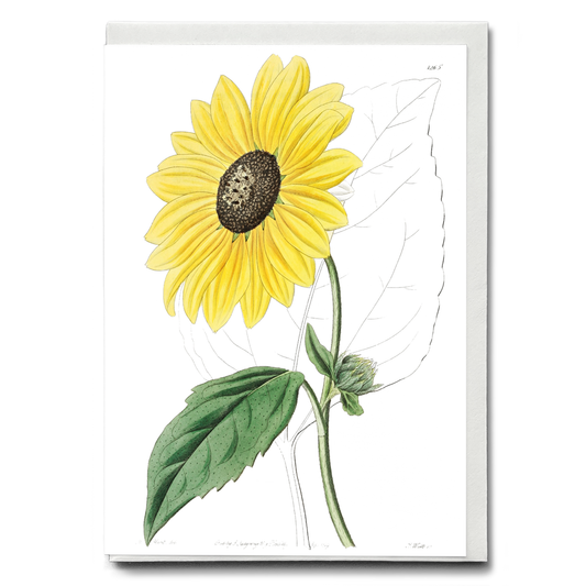 Californian Sunflower - Wenskaart