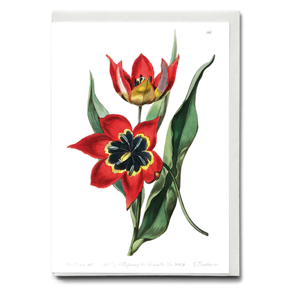 Strong smelling tulip - Wenskaart