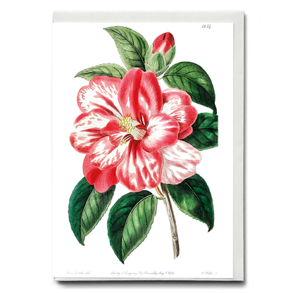 Donckelaer's japan camelia - Wenskaart