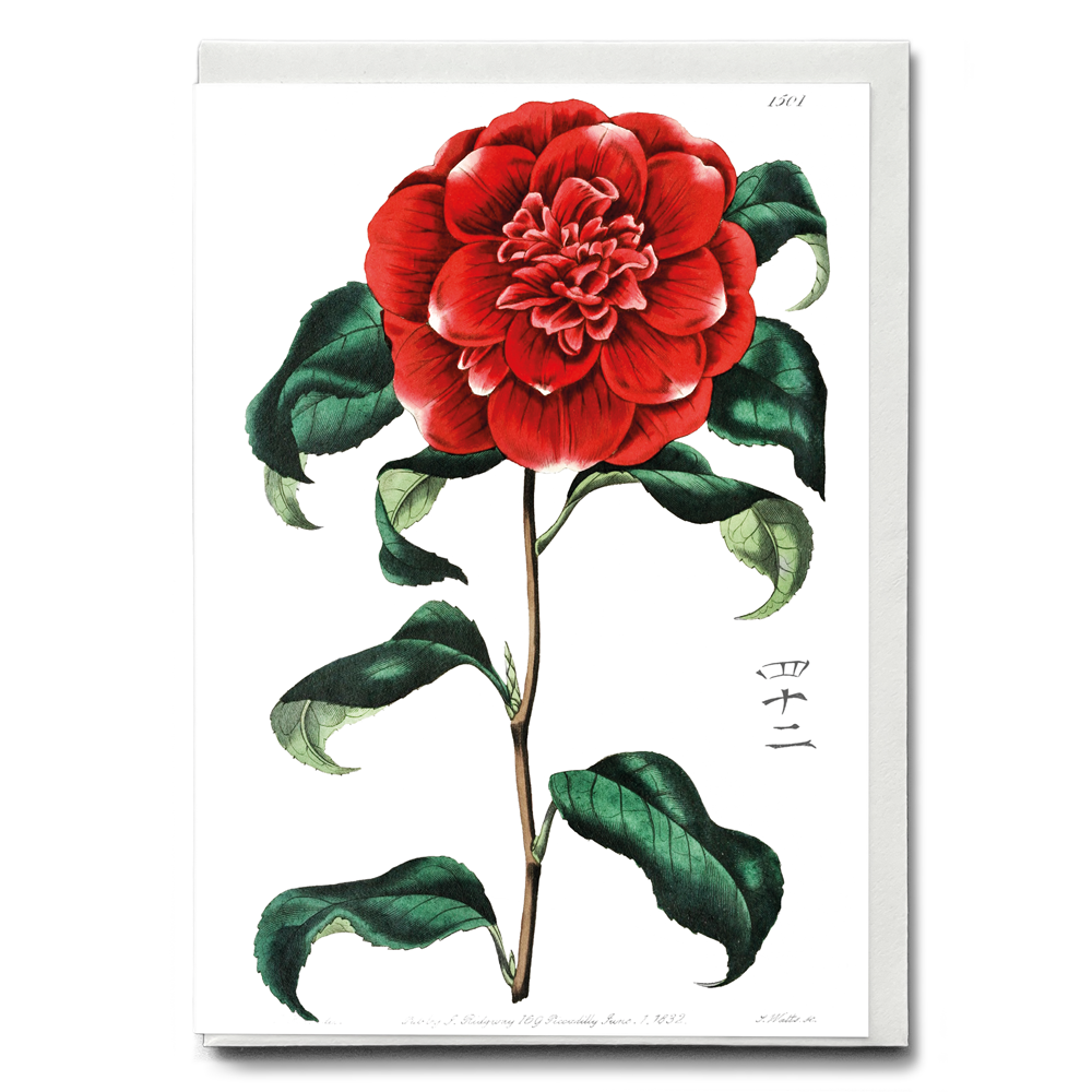 Mr. Reeves's crimson camellia - Wenskaart